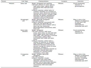 meristmatic tissue.pptx
