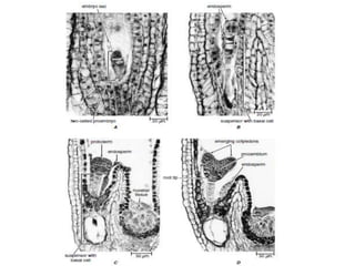meristmatic tissue.pptx