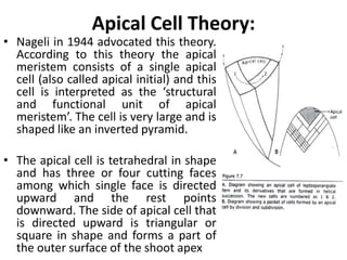Apical Cell Theory:
• Nageli in 1944 advocated this theory.
According to this theory the apical
meristem consists of a single apical
cell (also called apical initial) and this
cell is interpreted as the ‘structural
and functional unit of apical
meristem’. The cell is very large and is
shaped like an inverted pyramid.
• The apical cell is tetrahedral in shape
and has three or four cutting faces
among which single face is directed
upward and the rest points
downward. The side of apical cell that
is directed upward is triangular or
square in shape and forms a part of
the outer surface of the shoot apex
 
