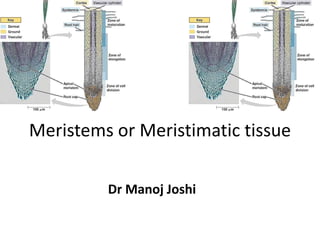 Meristems or Meristimatic tissue
Dr Manoj Joshi
 