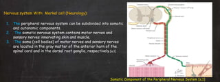 Nervous system With Merkel cell (Neurology):
1. The peripheral nervous system can be subdivided into somatic
and autonomic components.
2. The somatic nervous system contains motor nerves and
sensory nerves innervating skin and muscle.
3. The soma (cell bodies) of motor nerves and sensory nerves
are located in the gray matter of the anterior horn of the
spinal cord and in the dorsal root ganglia, respectively.[a.1]
Somatic Component of the Peripheral Nervous System [a.1]
 