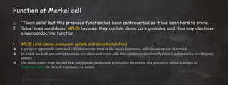 Function of Merkel cell
1. “Touch cells" but this proposed function has been controversial as it has been hard to prove.
2. Sometimes considered APUD because they contain dense core granules, and thus may also have
a neuroendocrine function
• APUD cells (amine precursor uptake and decarboxylation)
 a group of apparently unrelated cells that secrete most of the body's hormones, with the exception of steroids.
 Included are both specialized neurons and other endocrine cells that synthesize structurally related polypeptides and biogenic
amines.
 The name comes from the fact that polypeptide production is linked to the uptake of a precursor amino acid and its
decarboxylation in the cell to produce an amine.
 