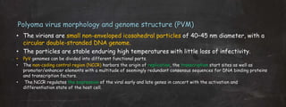 Polyoma virus morphology and genome structure (PVM)
• The virions are small non-enveloped icosahedral particles of 40–45 nm diameter, with a
circular double-stranded DNA genome.
• The particles are stable enduring high temperatures with little loss of infectivity.
• PyV genomes can be divided into different functional parts.
• The non-coding control region (NCCR) harbors the origin of replication, the transcription start sites as well as
promoter/enhancer elements with a multitude of seemingly redundant consensus sequences for DNA binding proteins
and transcription factors.
• The NCCR regulates the expression of the viral early and late genes in concert with the activation and
differentiation state of the host cell.
 