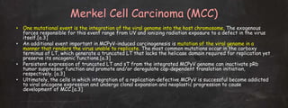 Merkel Cell Carcinoma (MCC)
• One mutational event is the integration of the viral genome into the host chromosome, The exogenous
forces responsible for this event range from UV and ionizing radiation exposure to a defect in the virus
itself.[a.3]
• An additional event important in MCPyV-induced carcinogenesis is mutation of the viral genome in a
manner that renders the virus unable to replicate. The most common mutations occur in the carboxy
terminus of LT, which generate a truncated LT that lacks the helicase domain required for replication yet
preserve its oncogenic functions.[a.3]
• Persistent expression of truncated LT and sT from the integrated MCPyV genome can inactivate pRb
tumor suppressor function and promote and/or deregulate cap-dependent translation initiation,
respectively. [a.3]
• Ultimately, the cells in which integration of a replication-defective MCPyV is successful become addicted
to viral oncogene expression and undergo clonal expansion and neoplastic progression to cause
development of MCC.[a.3]
 
