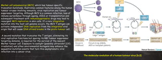 Merkel cell polyomavirus (MCV), which has tumour-specific
truncation mutations, illustrates common features among the human
tumour viruses involving immunity, virus replication and tumour
suppressor targeting. Although MCV is a common infection, loss of
immune surveillance through ageing, AIDS or transplantation and
subsequent treatment with immunosuppressive drugs may lead to
resurgent MCV replication in skin cells. If a rare integration
mutation into the host cell genome occurs, the MCV T antigen can
activate independent DNA replication from the integrated viral
origin that will cause DNA strand breaks in the proto-tumour cell.
A second mutation that truncates the T antigen, eliminating its
viral replication functions but sparing its RB1 tumour suppressor
targeting domains, is required for the survival of the nascent
Merkel tumour cell. Exposure to sunlight (possibly ultraviolet (UV)
irradiation) and other environmental mutagens may enhance the
sequential mutation events that turn this asymptomatic viral
infection into a cancer virus.
The molecular evolution of a human tumour virus [b.2]
 