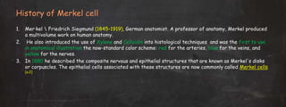 History of Merkel cell
1. Mer·kel  Friedrich Siegmund (1845–1919), German anatomist. A professor of anatomy, Merkel produced
a multivolume work on human anatomy.
2. He also introduced the use of Xylene and Celloidin into histological techniques and was the first to use
in anatomical illustration the now-standard color scheme: red for the arteries, blue for the veins, and
yellow for the nerves.
3. In 1880 he described the composite nervous and epithelial structures that are known as Merkel's disks
or corpuscles. The epithelial cells associated with these structures are now commonly called Merkel cells.
[a.2]
 