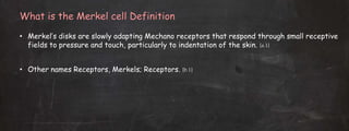 What is the Merkel cell Definition
• Merkel’s disks are slowly adapting Mechano receptors that respond through small receptive
fields to pressure and touch, particularly to indentation of the skin. [a.1]
• Other names Receptors, Merkels; Receptors. [b.1]
 