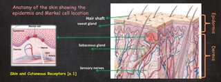 Anatomy of the skin showing the
epidermis and Merkel cell location
Hair shaft
Sensory nerves
DermisEpidermis
Sebaceous gland
sweat gland
Skin and Cutaneous Receptors [a.1]
 