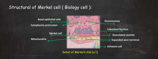 Structural of Merkel cell ( Biology cell ):
Detail of Merkel’s disk [a.1]
Basal epithelial cells
Cytoplasmic protrusion
Merkel cell
Mitochondria
Desmosomes
Lobulated Nucleus
Granulated vesicles
Expanded axon terminal
Schwann cell
 