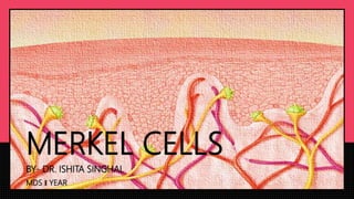 MERKEL CELLS
BY- DR. ISHITA SINGHAL
MDS I YEAR
 