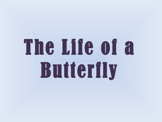 The Life of a Butterfly 