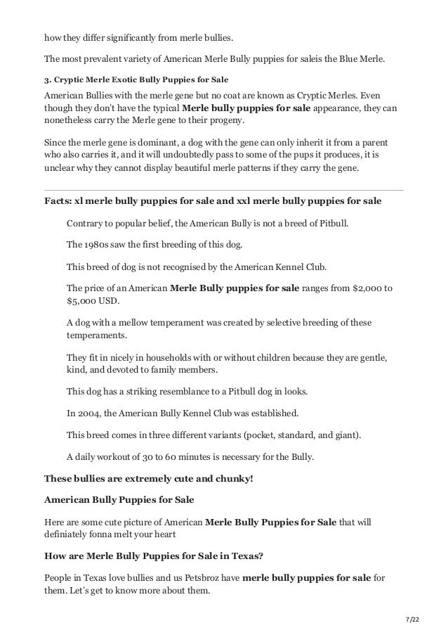 Merle Bully Puppies for Sale | PDF