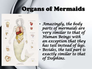 Organs of Mermaids
• Amazingly, the body
parts of mermaids are
very similar to that of
Human Beings with
an exception that they
has tail instead of legs.
• Besides, the tail part is
exactly similar to that
of Dolphins.

 