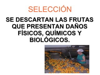 SELECCIÓN SE DESCARTAN LAS FRUTAS QUE PRESENTAN DAÑOS FÍSICOS, QUÍMICOS Y BIOLÓGICOS. 