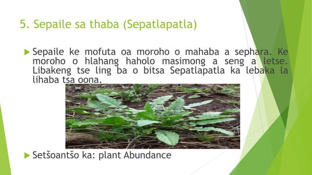 meroho-ea-sesotho-pptx