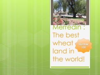 Merredin :
The best
wheat
land in
the world!
 