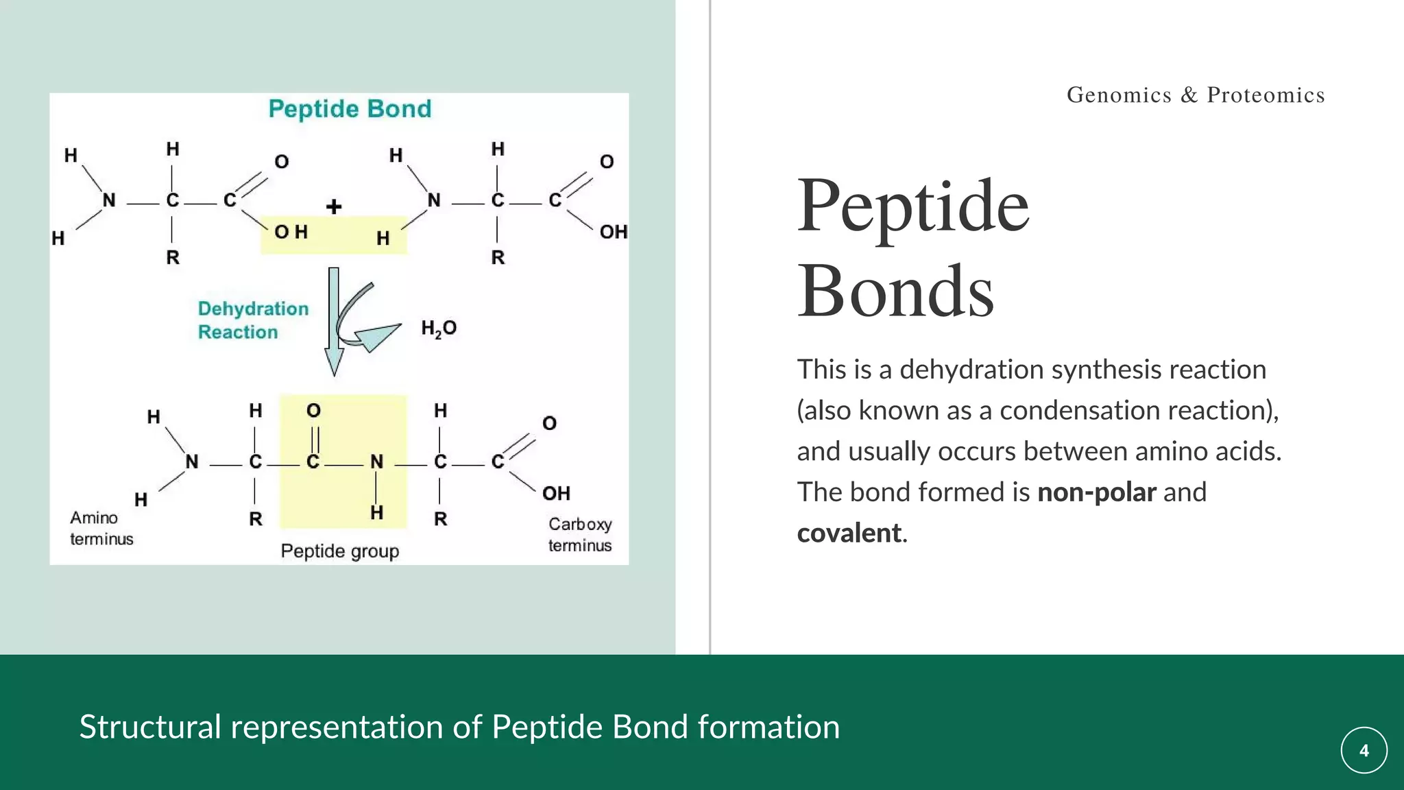 Structural representation of Peptide Bond formation
Peptide
Bonds
This is a dehydration synthesis reaction
(also known as a condensation reaction),
and usually occurs between amino acids.
The bond formed is non-polar and
covalent.
Genomics & Proteomics
 