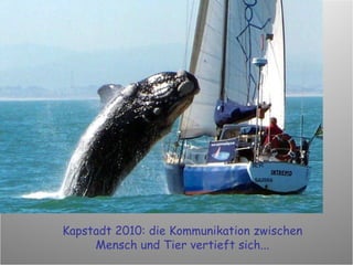 Kapstadt 2010: die Kommunikation zwischen Mensch und Tier vertieft sich... 