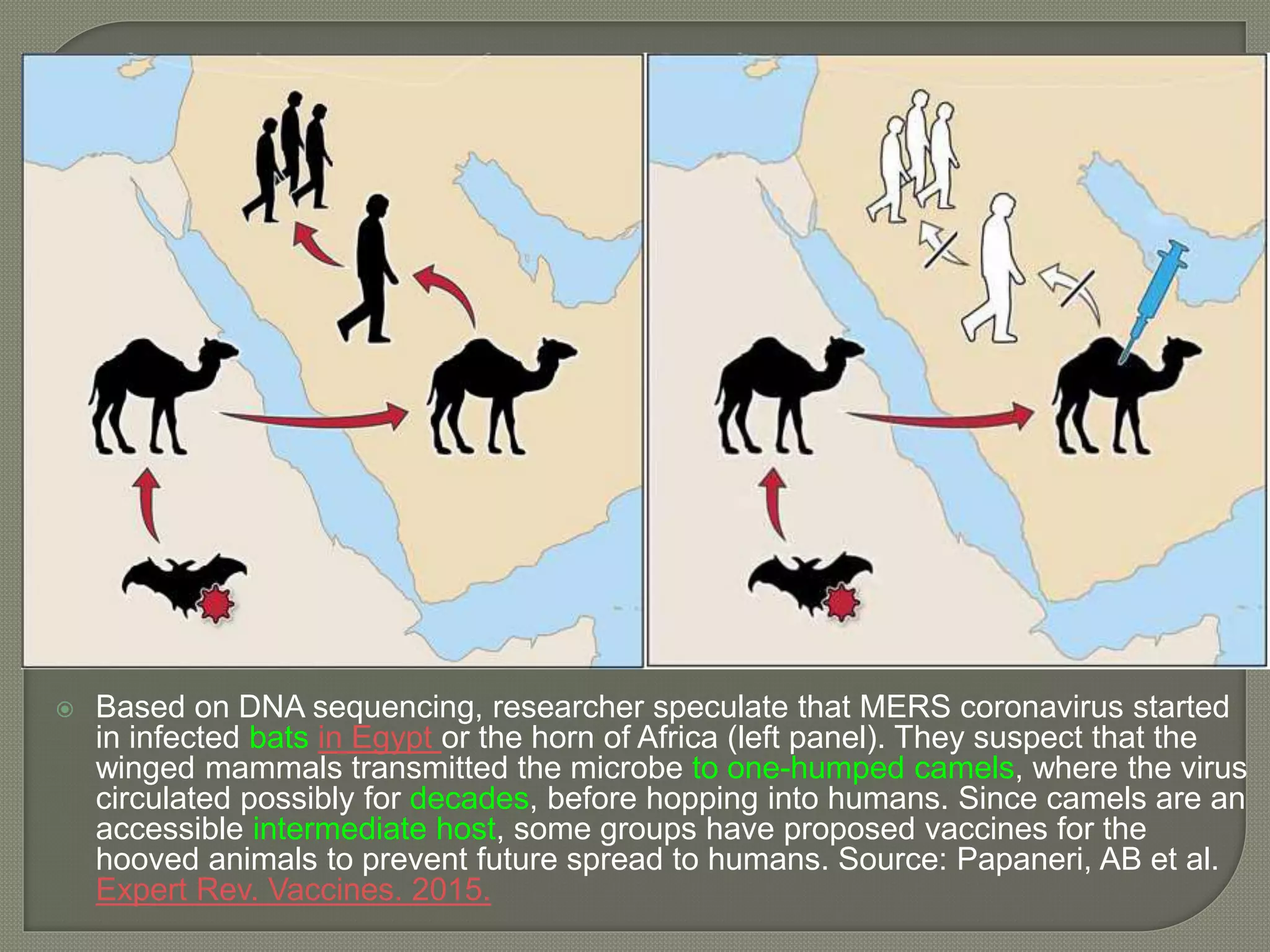  Based on DNA sequencing, researcher speculate that MERS coronavirus started
in infected bats in Egypt or the horn of Africa (left panel). They suspect that the
winged mammals transmitted the microbe to one-humped camels, where the virus
circulated possibly for decades, before hopping into humans. Since camels are an
accessible intermediate host, some groups have proposed vaccines for the
hooved animals to prevent future spread to humans. Source: Papaneri, AB et al.
Expert Rev. Vaccines. 2015.
 