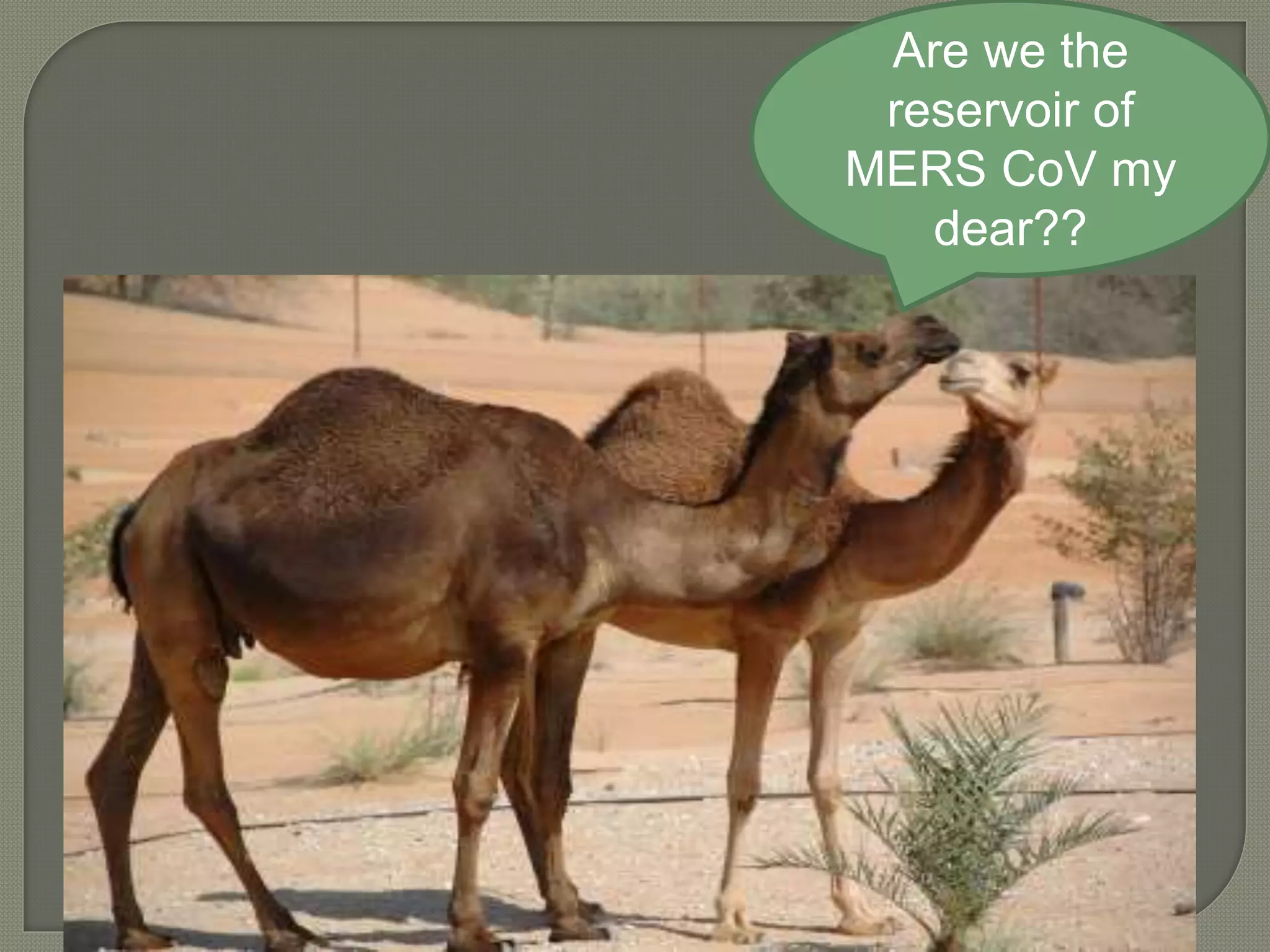 Are we the
reservoir of
MERS CoV my
dear??
 