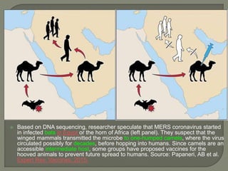  Based on DNA sequencing, researcher speculate that MERS coronavirus started
in infected bats in Egypt or the horn of Africa (left panel). They suspect that the
winged mammals transmitted the microbe to one-humped camels, where the virus
circulated possibly for decades, before hopping into humans. Since camels are an
accessible intermediate host, some groups have proposed vaccines for the
hooved animals to prevent future spread to humans. Source: Papaneri, AB et al.
Expert Rev. Vaccines. 2015.
 