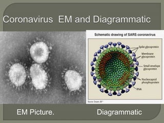 EM Picture. Diagrammatic
 