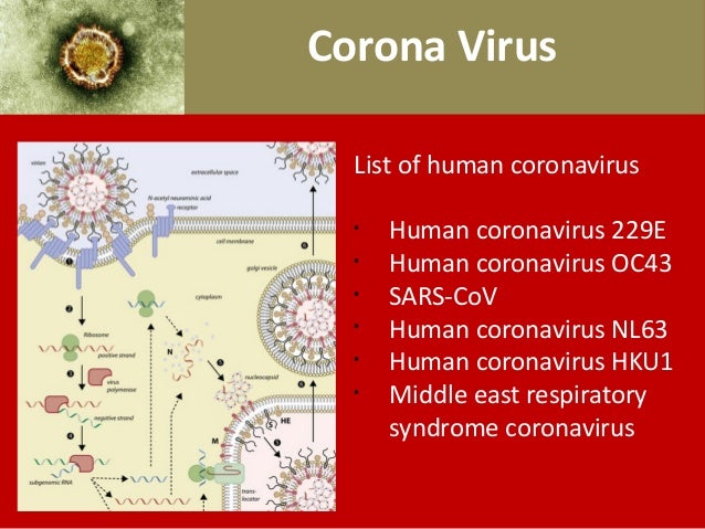 coronavirus 229e coronavirus 229e