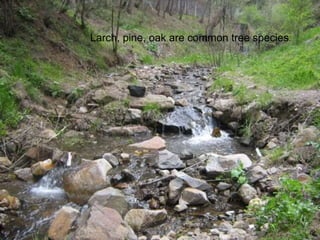 Larch, pine, oak are common tree species. 
 