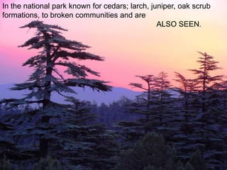 In the national park known for cedars; larch, juniper, oak scrub 
formations, to broken communities and are 
ALSO SEEN. 
 
