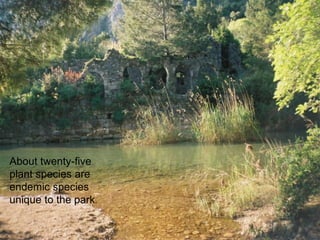About twenty-five 
plant species are 
endemic species 
unique to the park. 
 