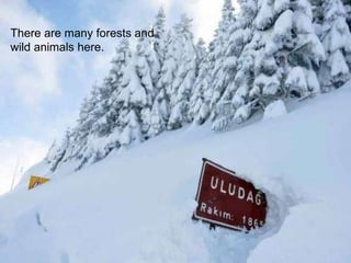 There are many forests and 
wild animals here. 
 