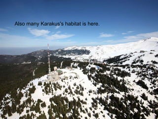 Also many Karakus's habitat is here. 
 