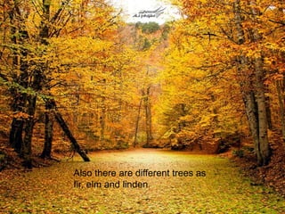 Also there are different trees as 
fir, elm and linden. 
 