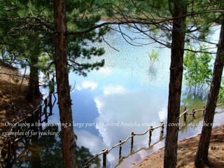 Once upon a time, covering a large part of Central Anatolia since forest cover is one of the rare 
examples of far reaching. 
 