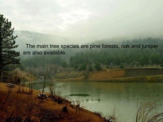 The main tree species are pine forests, oak and juniper 
are also available. 
 