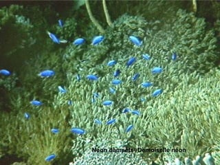 Neon damsets=Demoiselle néon 