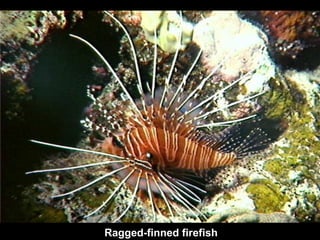 Ragged-finned firefish 