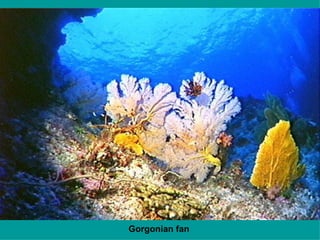 Gorgonian fan 