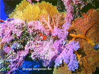 Orange Gorgonian fan 
