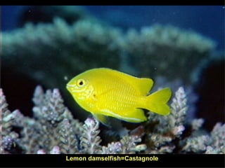 Lemon damselfish=Castagnole 