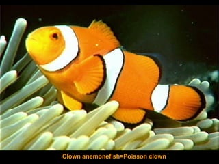 Clown anemonefish=Poisson clown 
