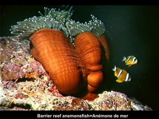 Barrier   reef anemonefish=Anémone de mer 