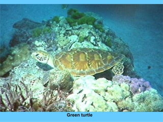 Green turtle 