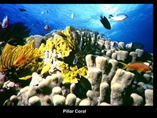Pillar Coral 