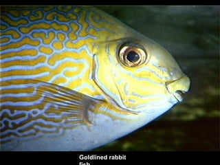 Goldlined rabbit fish 