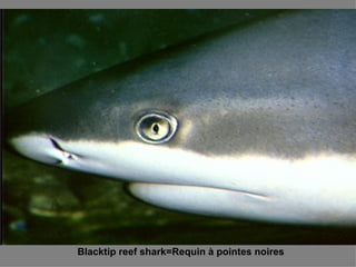 Blacktip reef shark=Requin à pointes noires 