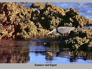 Eastern reef Egret 