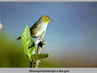 Silvereye=Zostérops à dos gris 