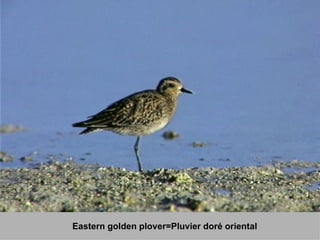 Eastern golden plover=Pluvier doré oriental 