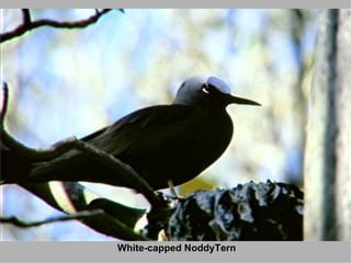 White-capped NoddyTern 